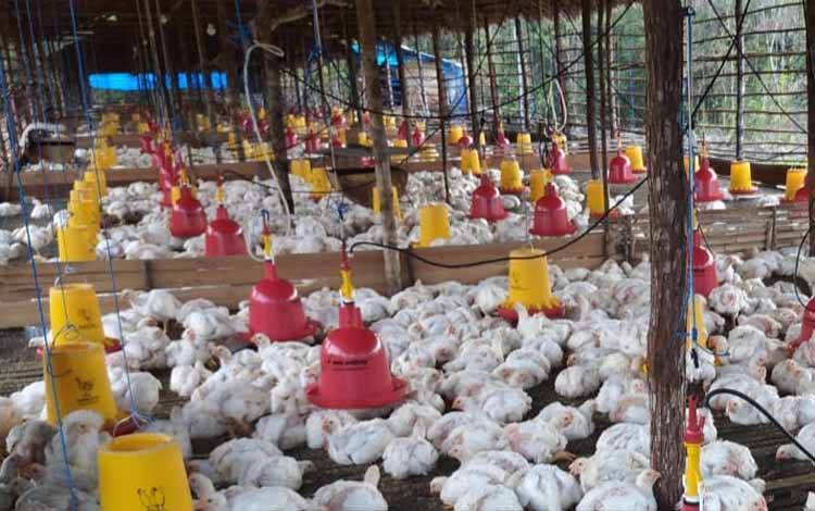 Peternak Ayam di Palangka Raya Rugi Puluhan Juta Akibat Virus Tetelo