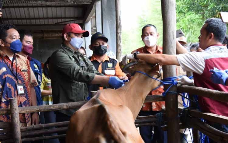 Vaksinasi PMK disalah satu peternakan di Kalteng