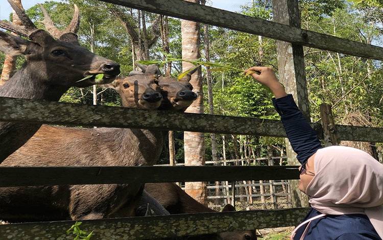 Penangkaran Rusa Alternatif Kunjungan Wisata