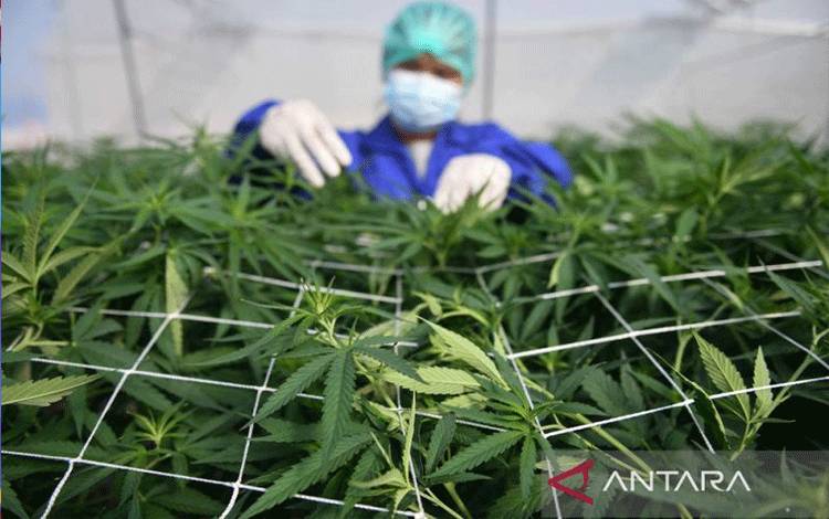Laporan PBB: Konsumsi Ganja Naik karena Legalisasi dan Selama Pandemi