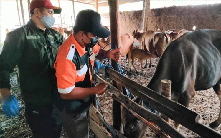 500 Sapi di Palangka Raya Akan Divaksin PMK