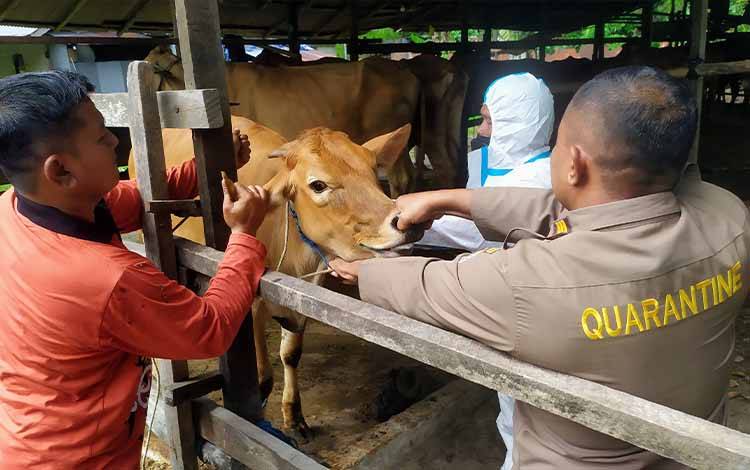 25 Sapi Terindikasi PMK Masuk Kotim