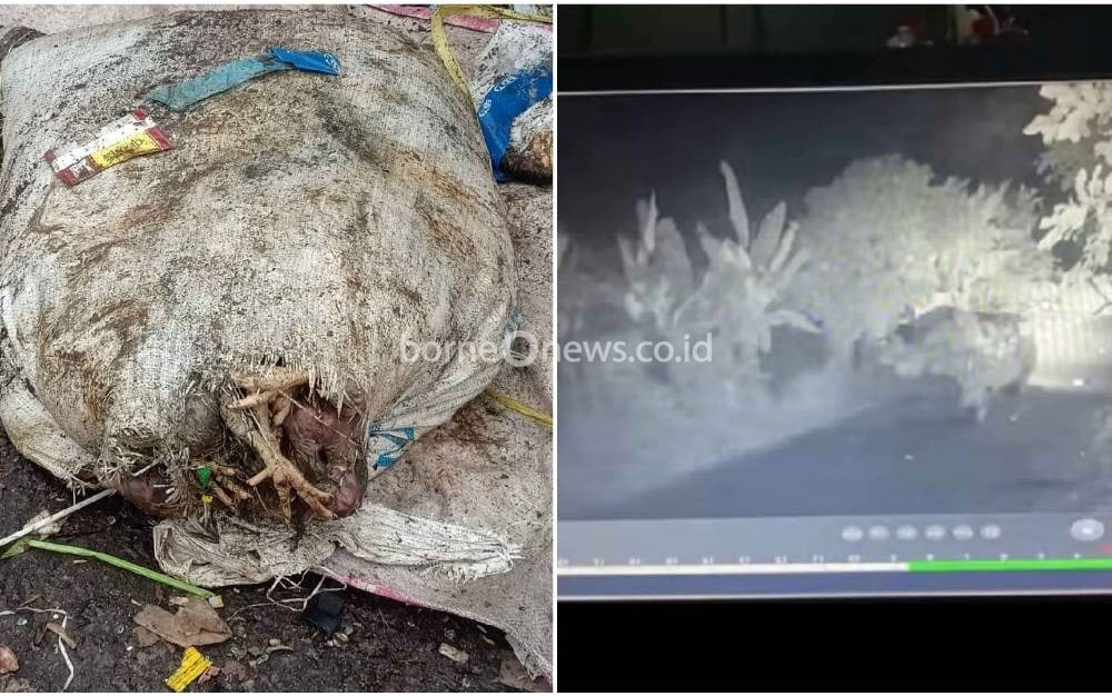 Resahkan Warga, Pembuang 8 Karung Bulu dan Bangkai Ayam Diminta Langsung Buang ke TPA