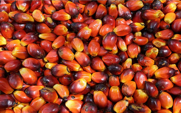 Industri Sawit Berperan Signifikan Bagi Perekonomian