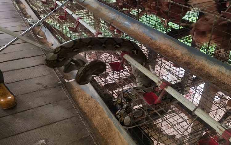 Ular piton pemangsa ayam di-rescue oleh tim Damkar Kobar