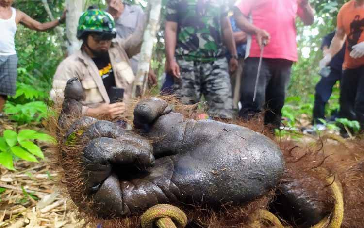 Habitat Menyempit, Orangutan di Kotim Makin Sedikit