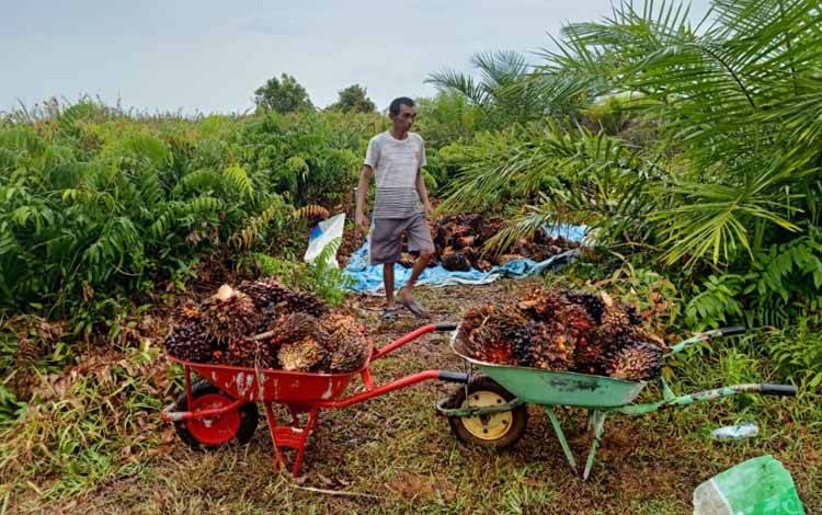 Harga Sawit Semakin Anjok, Petani Sawit Bingung Bayar Angsuran Pinjaman Bank