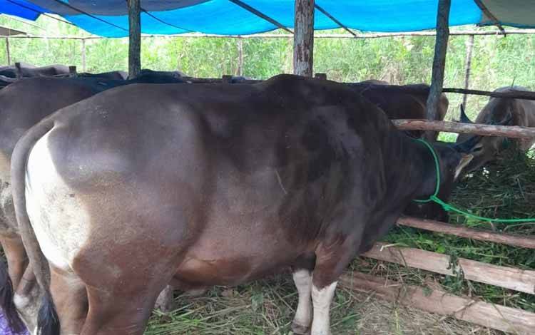 Ini Alasan Kenapa Hewan Masuk Kalteng Harus Karantina 14 Hari