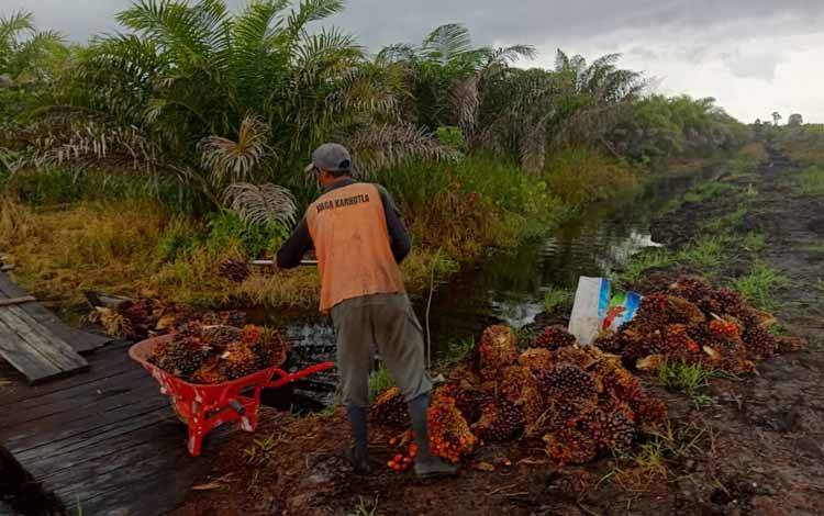 Walau Harga Sawit Rp 1.600, Namun Pupuk Tetap Mahal, Petani Sawit Tetap Sulit Bertahan