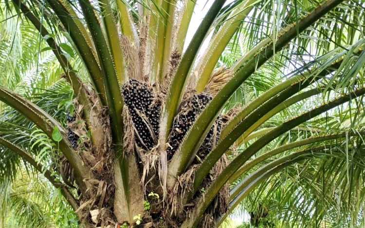 Perkebunan Salah Satu Prioritas Pembangunan Kalteng