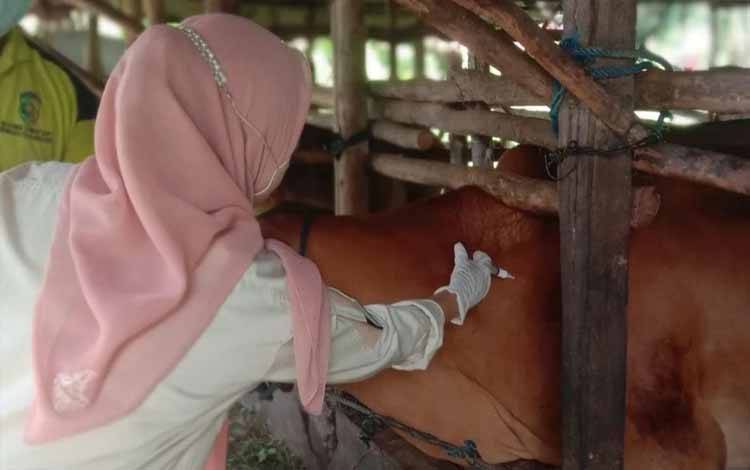 Vaksinasi PMK di Kalampangan