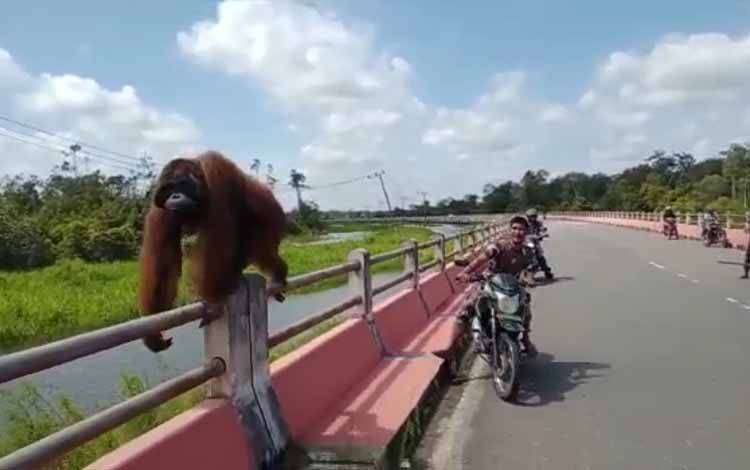 Seekor Orangutan Terlihat Berjalan Santai di Jembatan Layang Pangkalan Bun - Kolam?