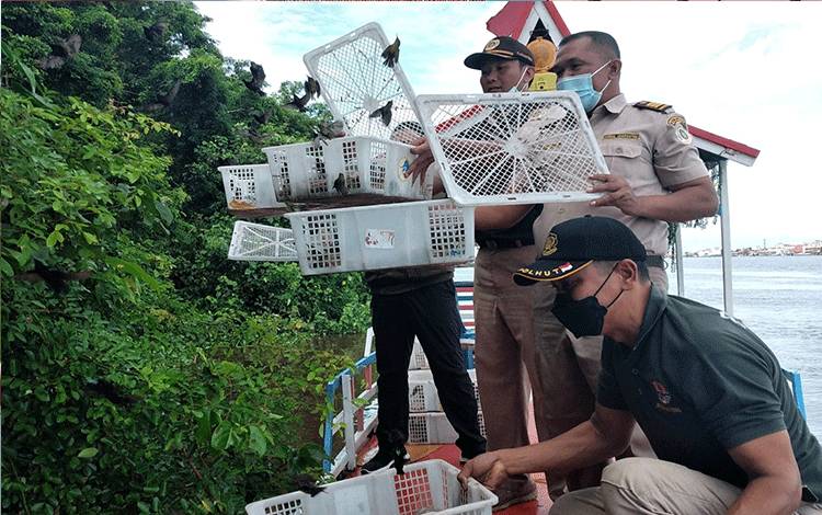 Bukan Hewan Dilindungi, Ini Alasan BKSDA Sita Kolibri Ninja