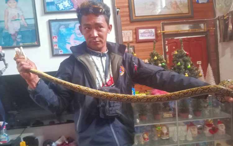 Ular Piton Panjang 2 Meter Masuk Rumah Warga Palangka Raya