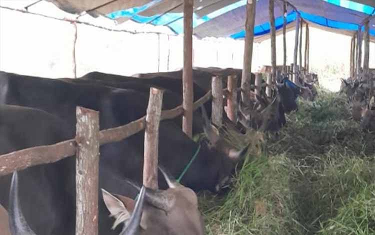 Pemerintah mengimbau tetap disiplin prokes saat ibadah kurban