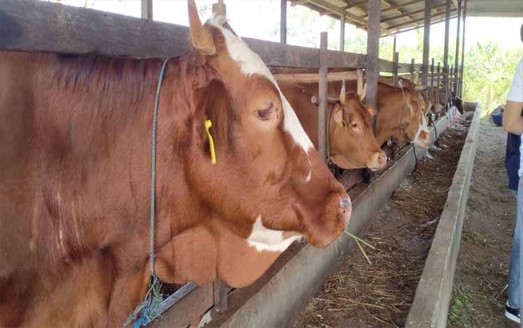 Sapi yang diternakkan oleh peternak Palangka Raya dan siap dibeli untuk iduladha
