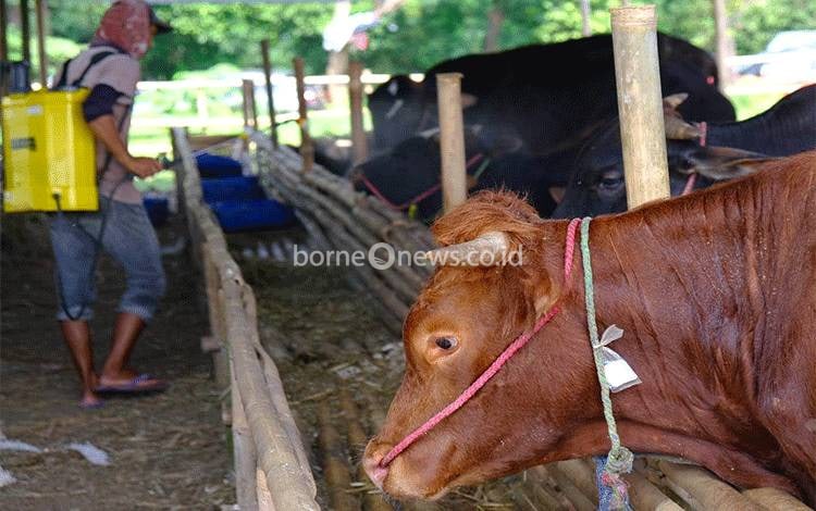 Wilmar Distribusikan Bantuan Hewan Kurban?