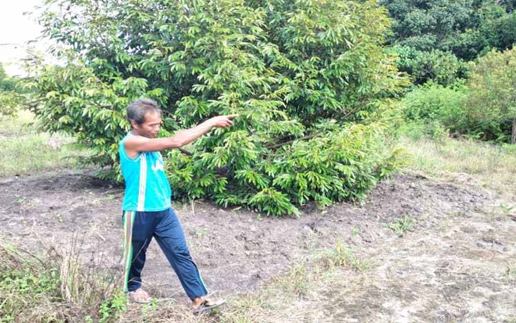 Orangutan Curi Alpukat Milik Warga Sampit