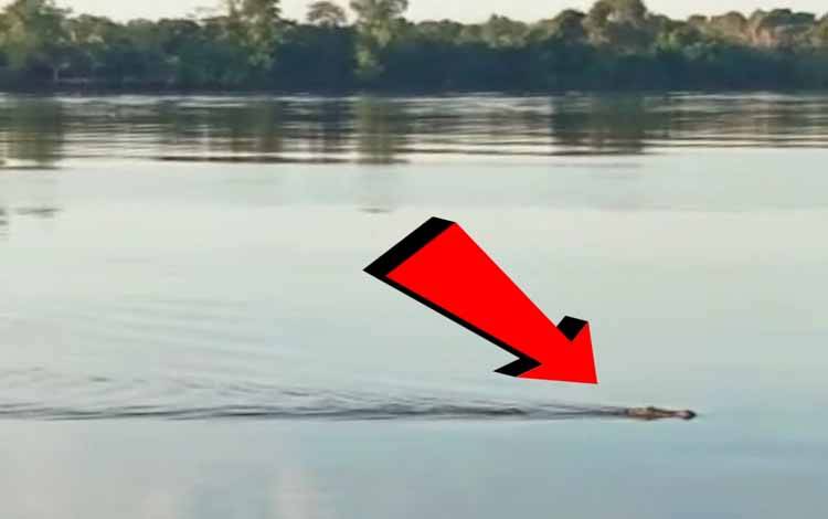 Buaya muara berenang di sekitar perairan Desa Ganepo, Kecamatan Seranau, Kabupaten Kotawaringin Timur direkam oleh warga