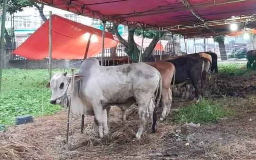Sapi, salah satu hewan yang akan dijadikan qurban pada hari raya Iduladha