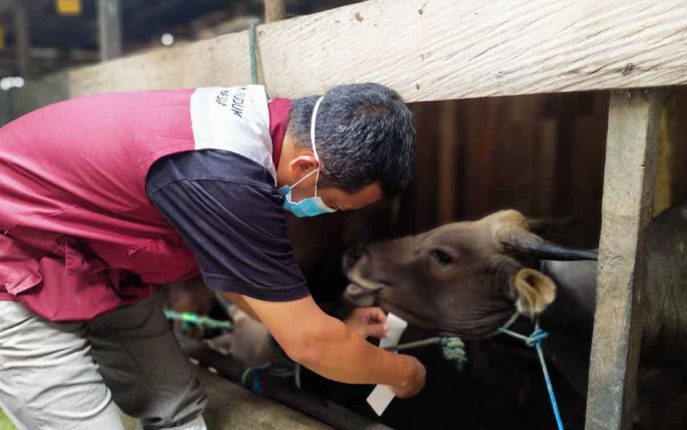 Kepala UPT Puskeswan Kota Palangka Raya, drh Eko Hari Yuwono memasang label sehat pada sapi untuk kurban