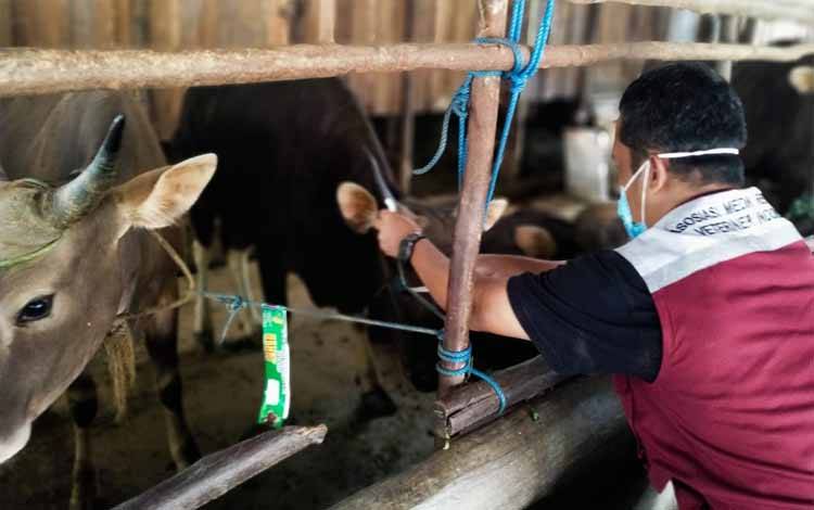 Warga Palangka Raya Diminta Beli Hewan Kurban Berlabel Sehat