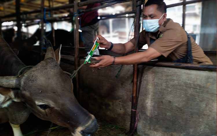 Mulai Hari Ini, Tim Kesehatan akan Periksa Seluruh Ternak Jelang Iduladha