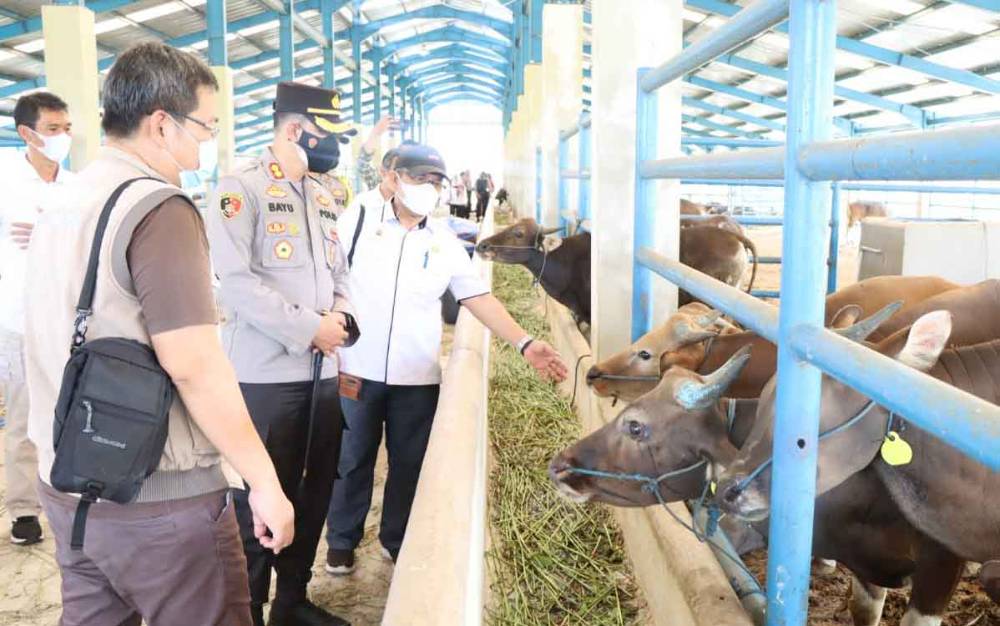 Cegah Penyebaran PMK, Kapolres Kobar Cek Lokasi Karantina Sapi