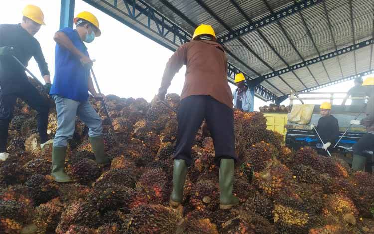 Harga TBS Terus Alami Penurunan, IPS Sebut Petani Sangat Menderita