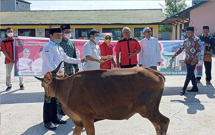 Pemprov Kalteng Serahkan Bantuan 10 Ekor Sapi Kurban ke Barito Timur