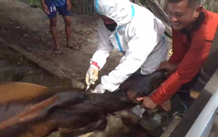 Cegah Wabah PMK, Pemkab Kotim Rencanakan Penyekatan Masuknya Hewan Ternak