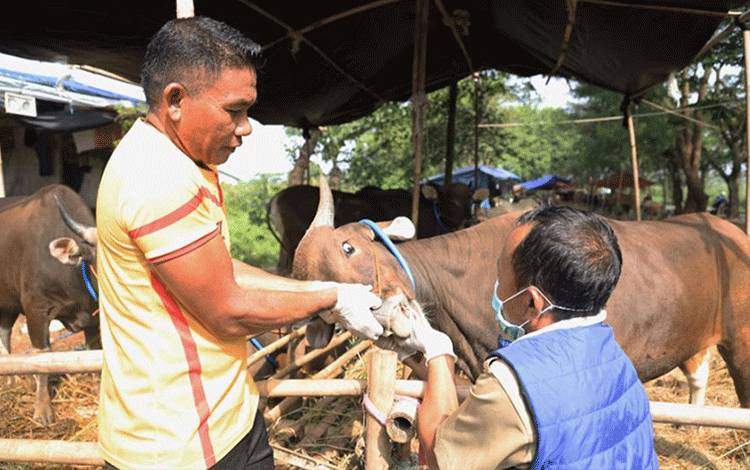 Daging Hewan Terjangkit PMK Aman Dikonsumsi
