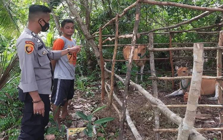 DKPP Sukamara Perketat Pengawasan Ternak Sapi