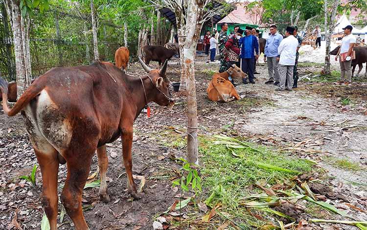 Pemkab Kobar Pastikan Hewan Kurban yang Disalurkan Bebas PMK