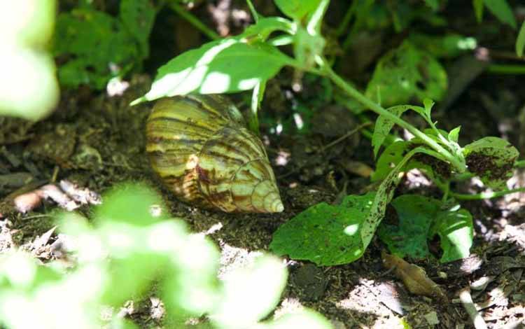 Ratusan Keong Darat Afrika 'Serbu' Pantai Florida