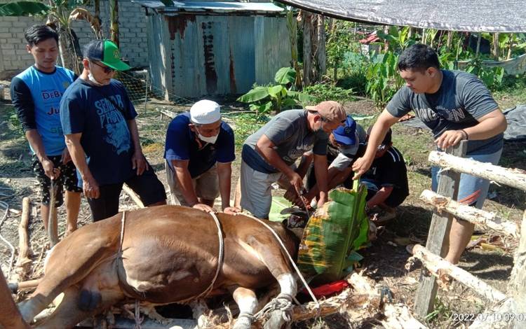 DPD LDII Kapuas Kurban 14 Ekor Sapi dan 4 Ekor Kambing