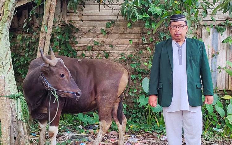 Ketua Komisi II DPRD Barito Timur Kurban 1 Ekor Sapi