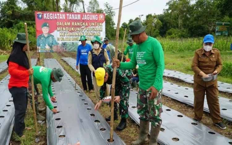 Kodim Kuala Kapuas Tanam Jagung Dukung Ketahanan Pangan