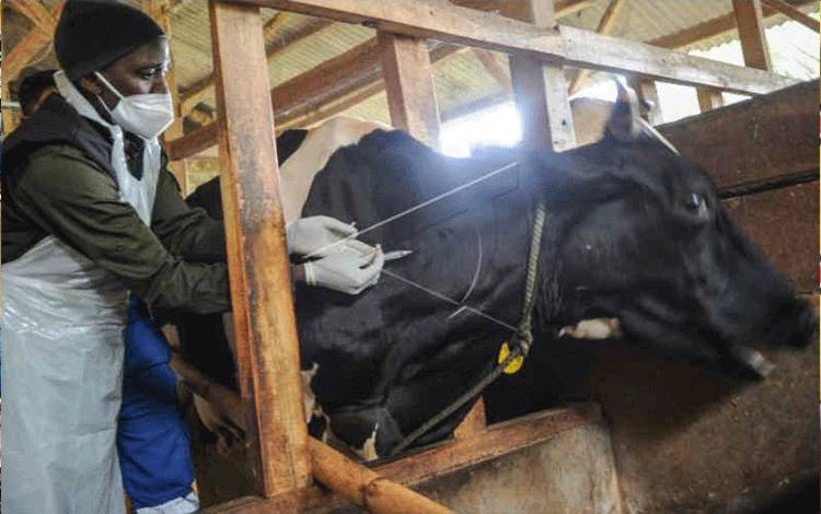 Menteri Pertanian Australia Akan Kunjungi Indonesia Bantu Yangani PMK