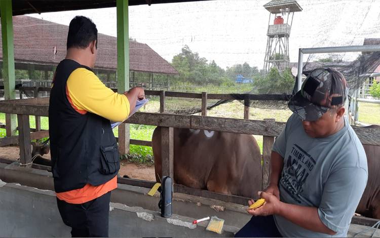 Pemeriksaan hewan di Palangka Raya. (Foto: Puskeswan Palangka Raya)