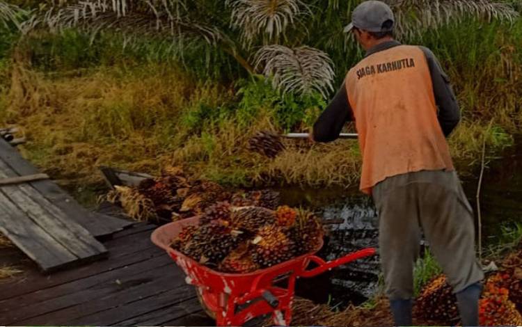 POPSI Minta Danantara Buka Data Klaim Penyempitan Gap Harga Ekspor Sawit