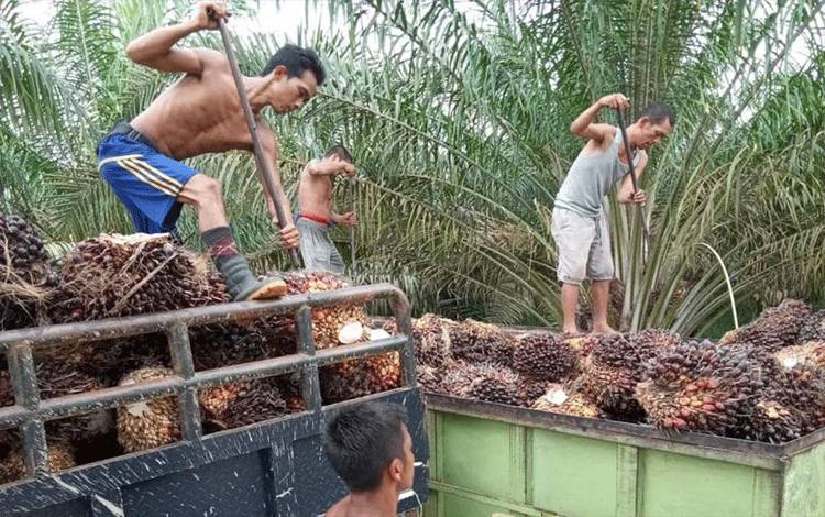 Harga TBS di Jambi Turun Rp134 per Kilogram