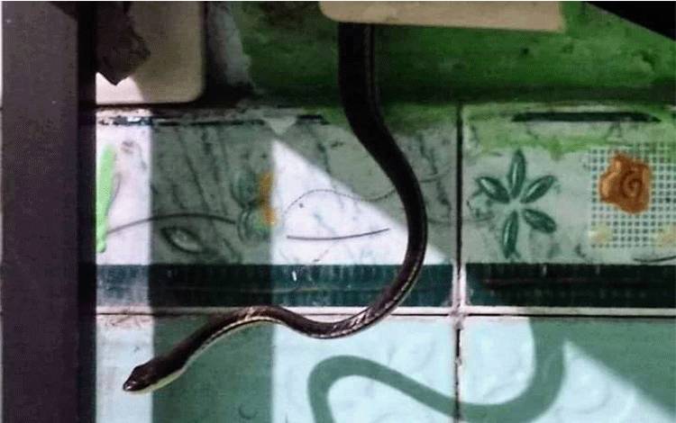 Menggantung di Samping Setop Kontak, Dikira Kabel eh Ternyata..