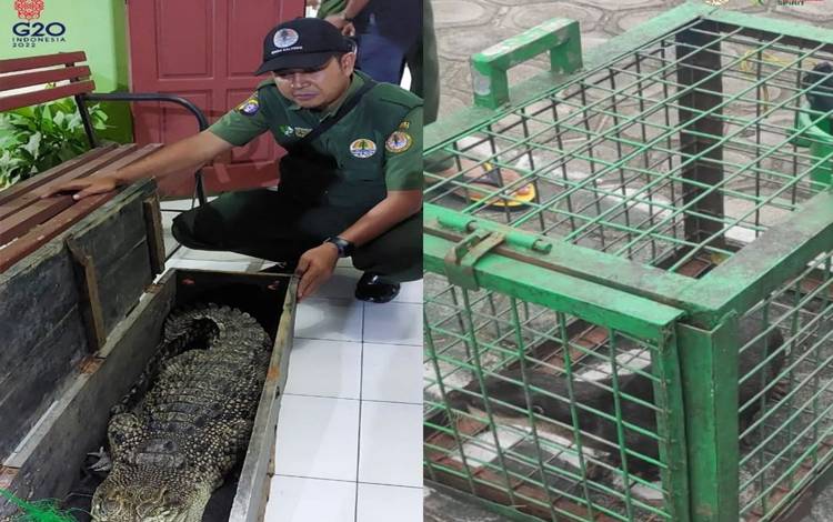 Petugas SKW II Pangkalan Bun BKSDA Kalteng, menerima 2 satwa dari warga. (FOTO : SKW II PANGKALAN BUN)