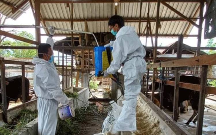 Pemko Palangka Raya Target 2.200 Sapi Dapat Vaksin PMK