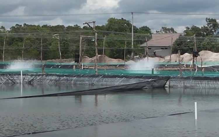 Kawasan budidaya tambak udang shrimp estate di Kabupaten Sukamara, sebagai salah satu andalan Kalimantan Tengah (FOTO: MMC KALTENG)
