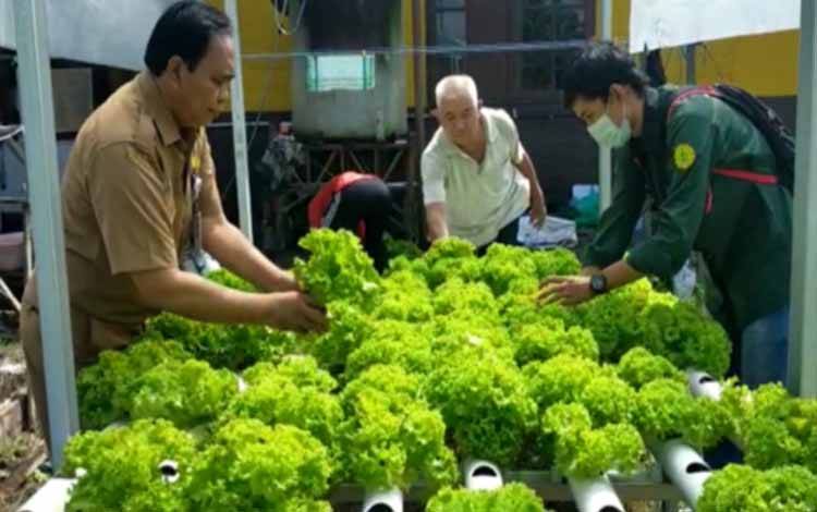 Ketua Kwarcab Pramuka Kapuas kembali Panen Budidaya Tanaman Hidroponik