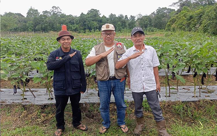 Kalteng Dapat Alokasi Pengembangan Tanaman Jagung 10.000 Hektare
