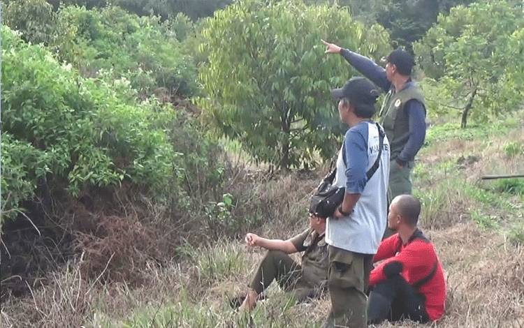 Tiga Individu Orangutan Belum Berhasil Ditangkap Meski Sudah 4 Jam Sisir Kebun Warga