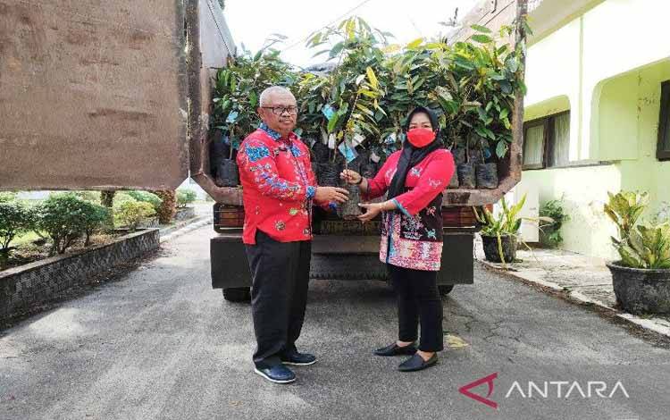 Kalteng Kirim 6.000 Bibit Durian Gelapir ke Kawasan IKN
